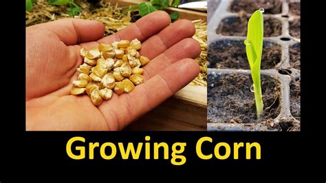 The Significance of Soil Preparation for Optimal Growth of Corn