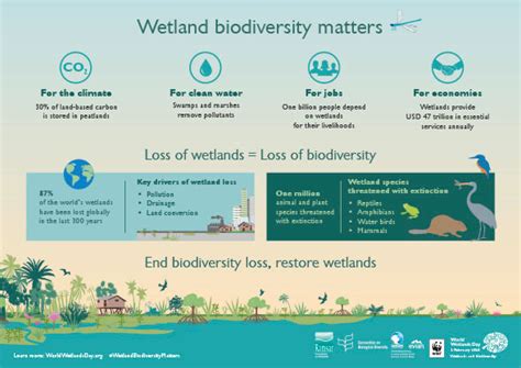 The Significance of Swamps in Preserving Biodiversity