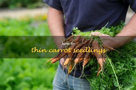 The Significance of Thinning Carrot Seedlings