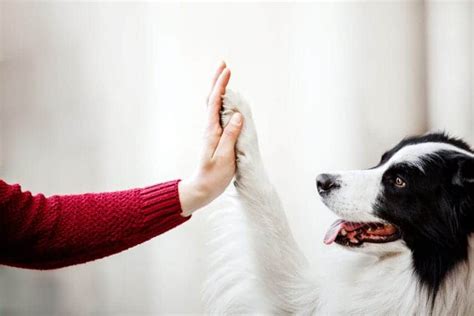 The Significance of Weeping Canines: Unveiling the Concealed Connotations