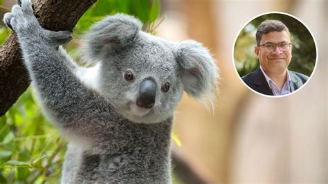 The Significance of Zoos in Preserving Koala Populations