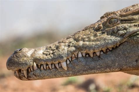 The Significance of a Crocodile Invading Your Home