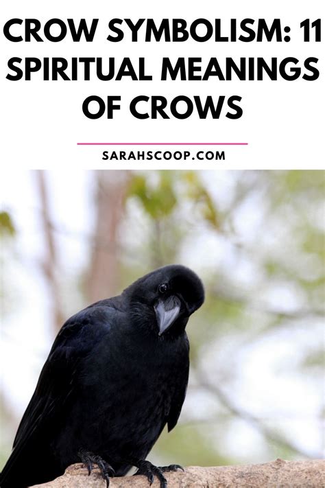 The Significance of a Crow in Flight Within the Confines of a Living Space