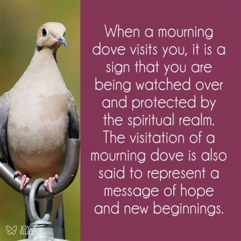 The Significance of a Dove's Presence in Your Home