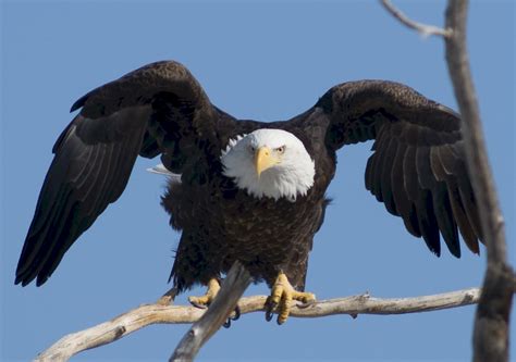 The Significance of a Majestic Bird Perching on Your Limb