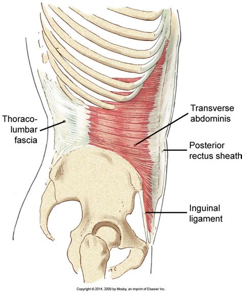 The Significance of a Robust Core in Attaining Well-defined Abdominal Muscles