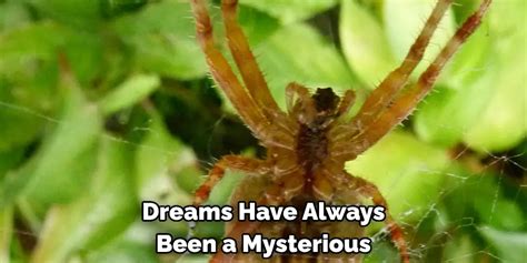 The Significance of a Scarlet Arachnid in Dreams