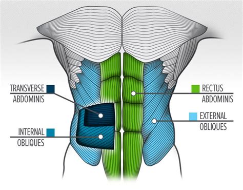 The Significance of a Strong Core for a Well-Toned Abdomen