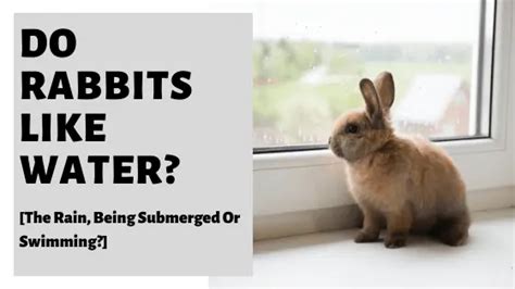 The Significance of a Submerging Bunny