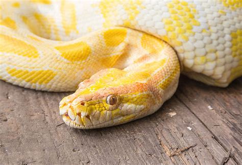 The Significance of a Yellow Snake Bite: Unraveling the Hidden Meanings within Dreams