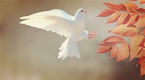 The Significance of a Young Dove as a Messenger of Harmony in Dreams