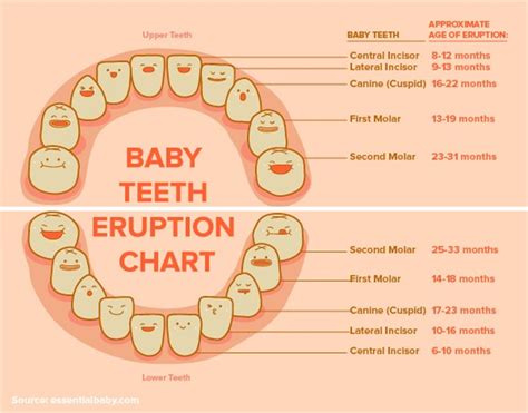 The Significance of a Young Male Child with Dental Growth: Its Interpretation