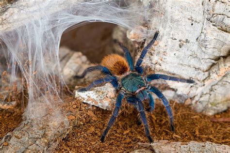 The Significance of the Black and Gold Tarantula: A Symbolic Exploration