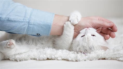 The Significance of the Cat’s Actions: Scratching, Biting, or Pouncing