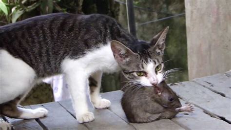 The Significance of the Feline's Attack on the Rodent