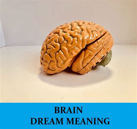 The Significance of the Head in Dreams