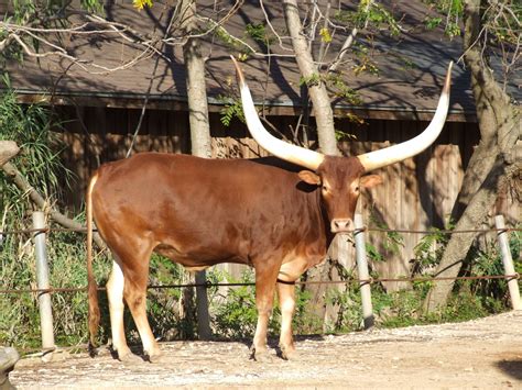 The Significance of the Horned Cattle Vision in Native African Beliefs