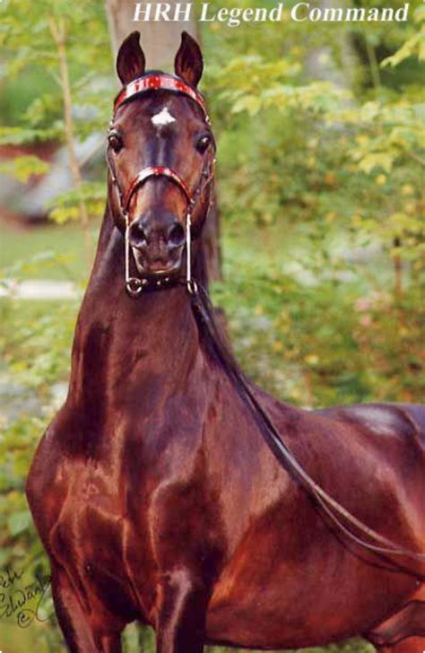 The Significance of the Mahogany Equine