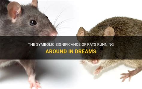 The Significance of the Rat as a Symbolic Figure