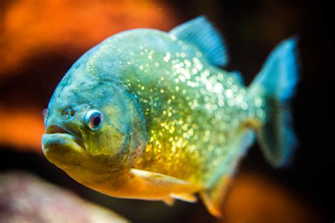 The Sinister Significance Behind Dreaming of Being Attacked by Piranhas