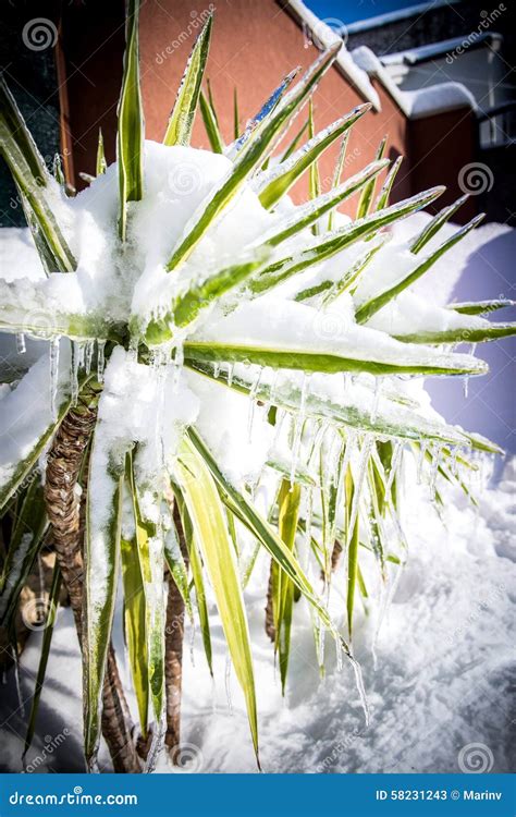 The Soaring Popularity of Frozen Greenery