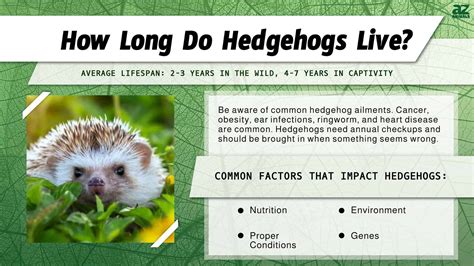 The Social Life of Hedgehogs: Living in Solitude or in Societies?