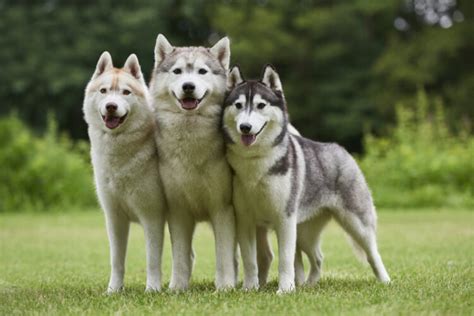 The Social Nature of Young Huskies: Their Thriving in a Pack