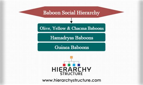 The Social Structure of Large Baboons: Hierarchy and Power Dynamics