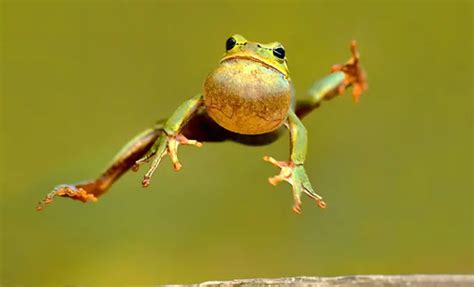 The Soothing Influence of Frog Melodies: Delving into the Symbolism of Sound