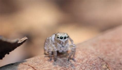 The Spider's Dance: Mesmerizing Movements in my Vision