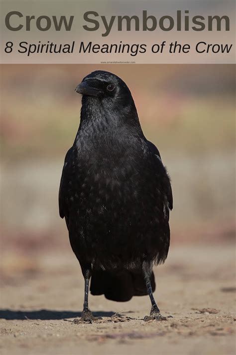 The Spiritual Significance of the Crow: Exploring its Symbolic Significance