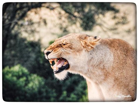 The Strength Within: Embracing Your Inner Lioness