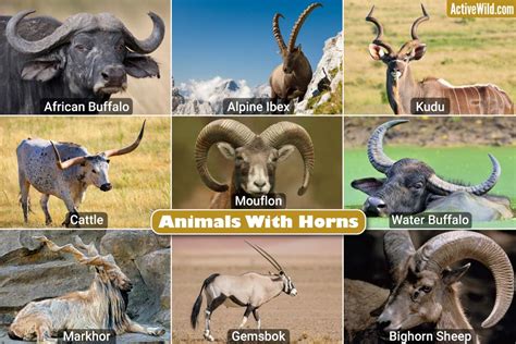 The Strength and Protection Embodied by Horned Animals