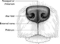 The Structure and Function of a Dog's Nose