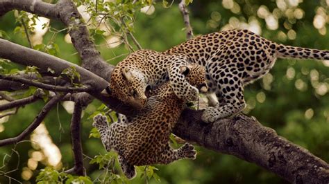 The Struggle for Survival: Leopard's Prey and Hunting Techniques