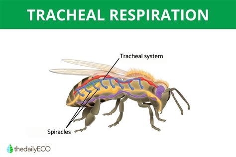 The Surprising Efficiency of Ventilation in the Abodes of Tiny Insects