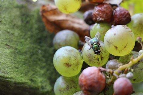 The Surprising Encounter: Discovering an Unwanted Insect in My Beverage