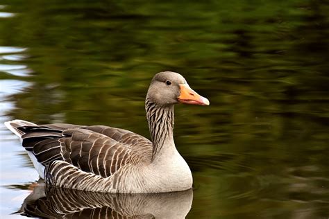 The Surprising Significance of a Goose in Dream Interpretation