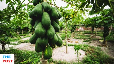 The Sweet Benefits of Cultivating Your Own Tropical Delicacy