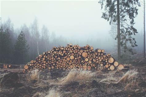 The Symbolic Meaning behind Dreaming of Collecting Firewood