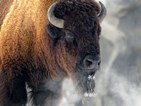 The Symbolic Meaning of Confronting a Dark Bison in Dreams