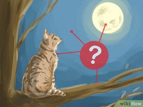 The Symbolic Meaning of Dreams Involving an Expecting Feline Companion