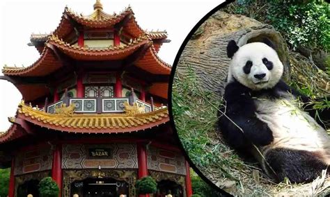 The Symbolic Nature of the Panda: Cultures and Beliefs