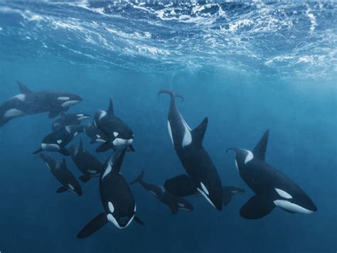 The Symbolic Representation of Communication and Intelligence in Dreams of Orcas and Porpoises