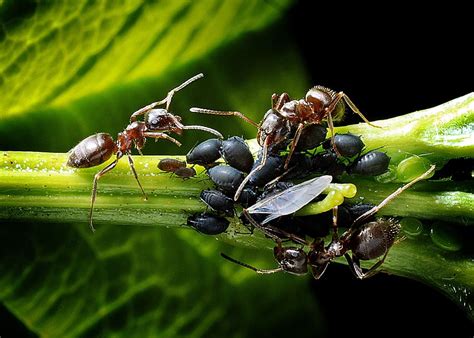 The Symbolic Significance of Ant Infestations in the Comfort of Your Home