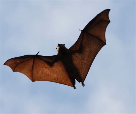 The Symbolic Significance of Bats in Various Cultures