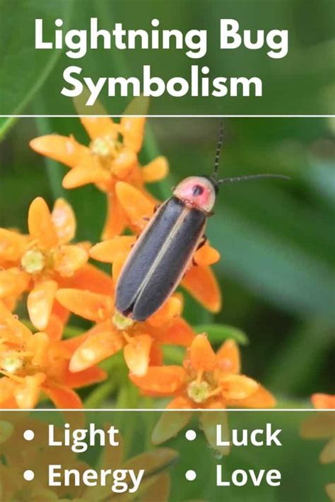 The Symbolic Significance of Bug Comprehensions