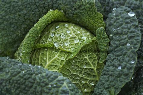 The Symbolic Significance of Cabbage Plants in Dreams