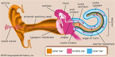 The Symbolic Significance of Canine Tongue on Human Auditory Organ in One's Fantasies