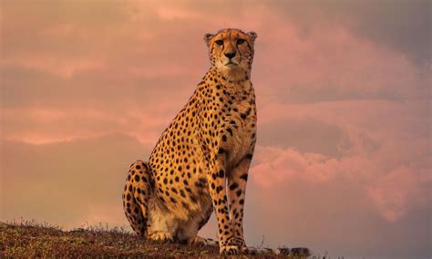 The Symbolic Significance of Cheetahs in Different Cultures